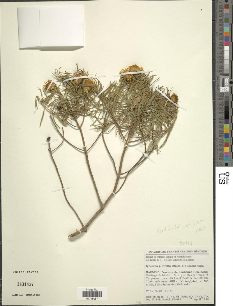 Asteriscus pinifolius photo 4