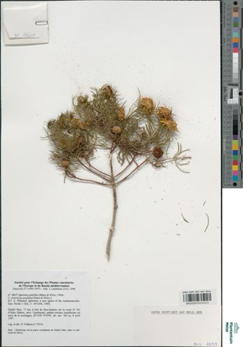 Asteriscus pinifolius