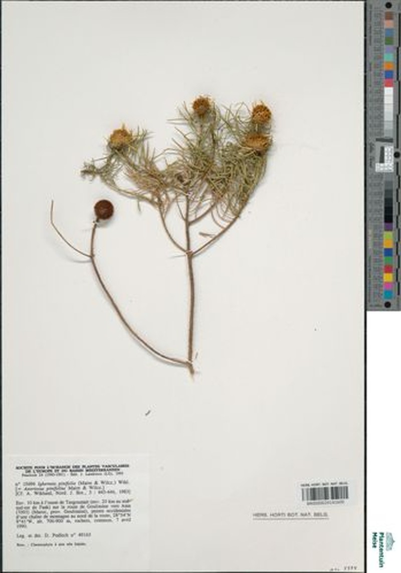 Asteriscus pinifolius photo 2