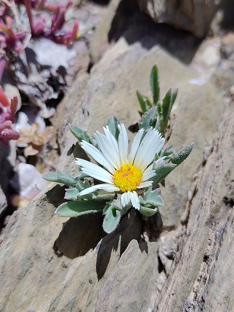 Asteriscus schultzii photo 4