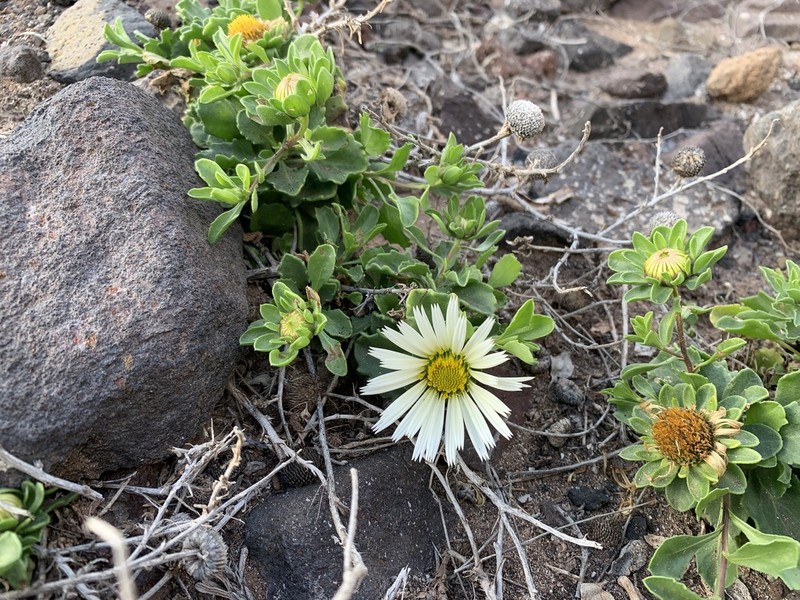 Asteriscus schultzii photo 5