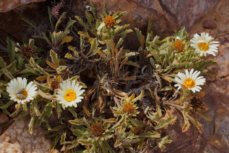 Asteriscus schultzii photo 6