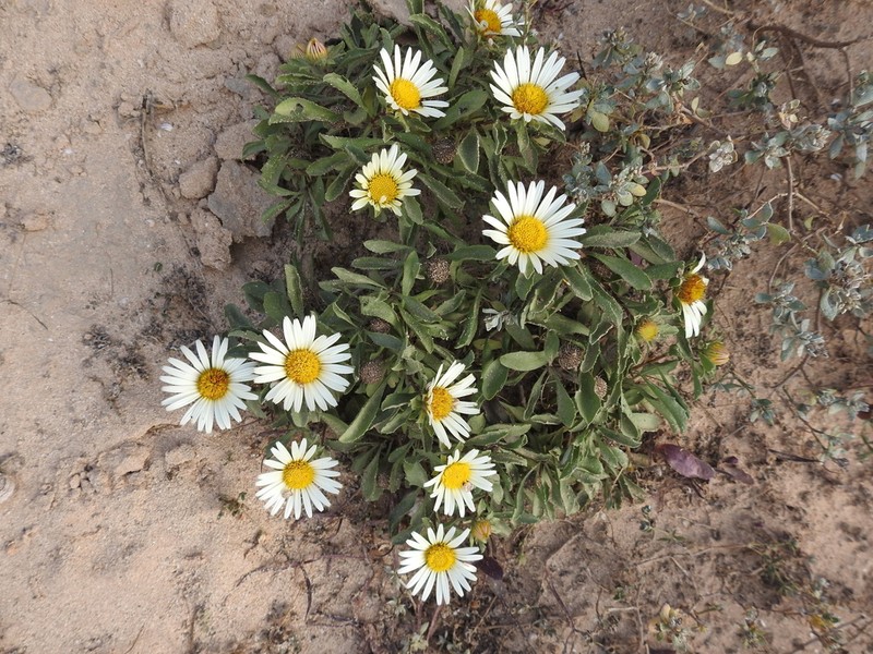 Asteriscus schultzii photo 7