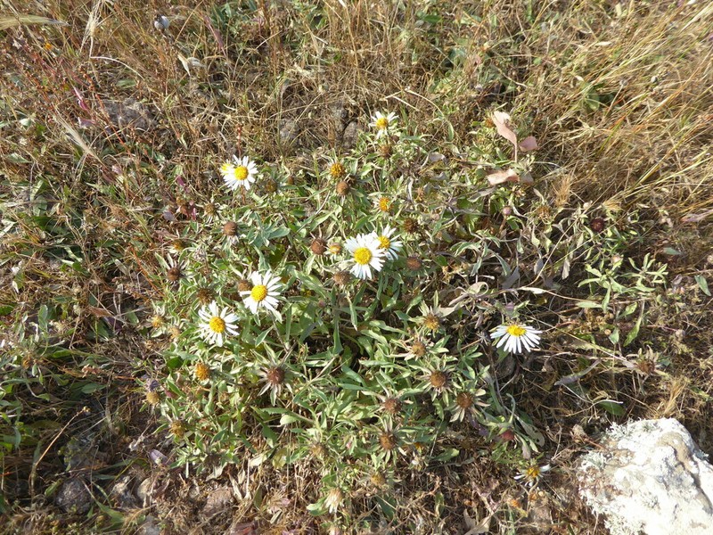 Asteriscus schultzii photo 8