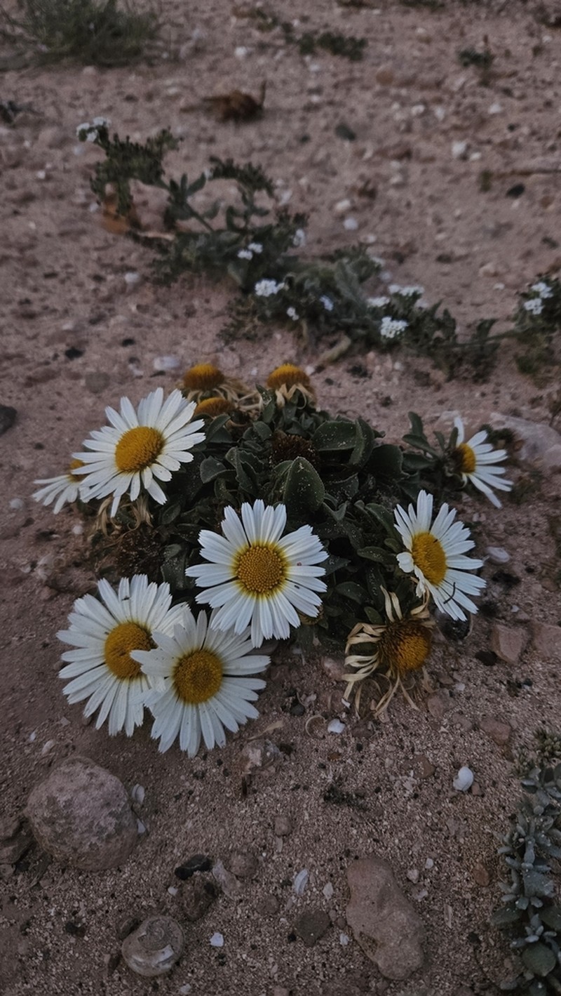 Asteriscus schultzii