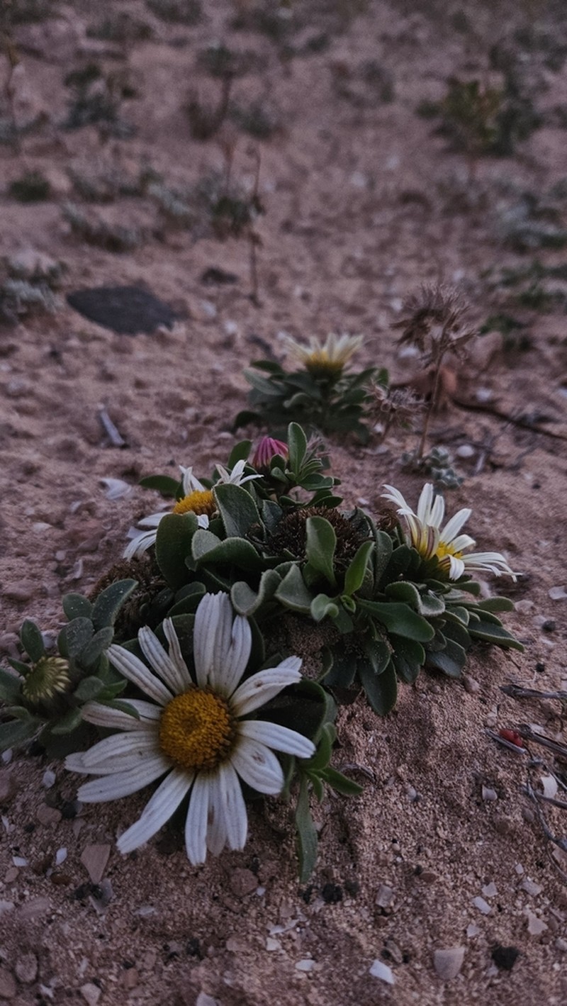 Asteriscus schultzii photo 2