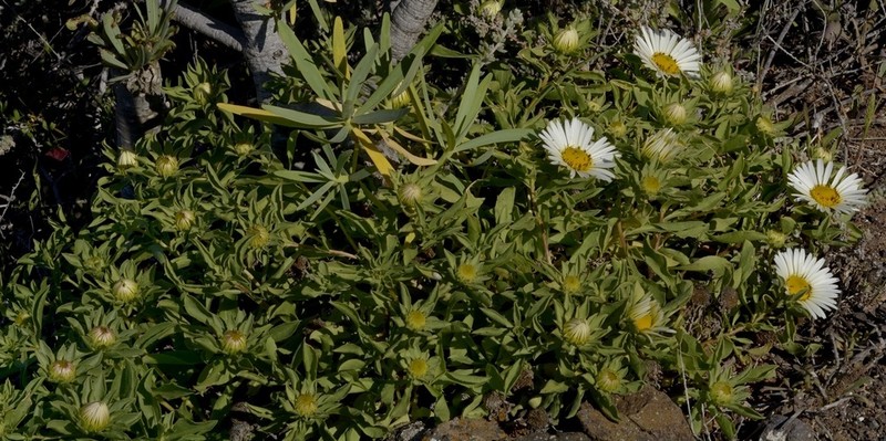 Asteriscus schultzii photo 3