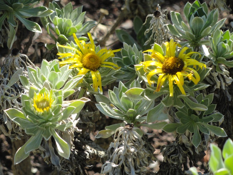 Asteriscus sericeus