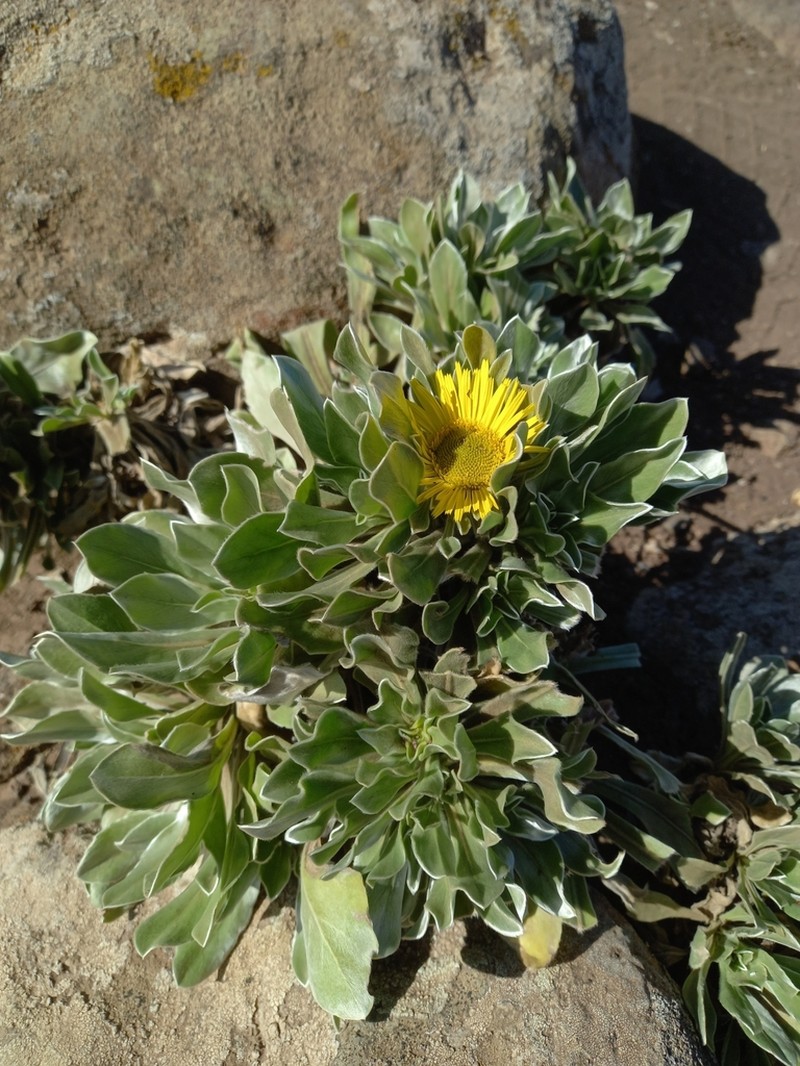 Asteriscus sericeus photo 2