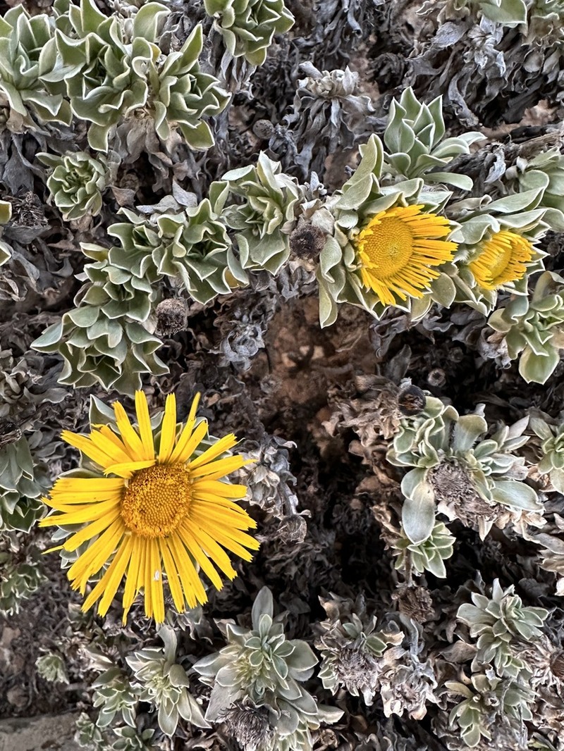 Asteriscus sericeus photo 3