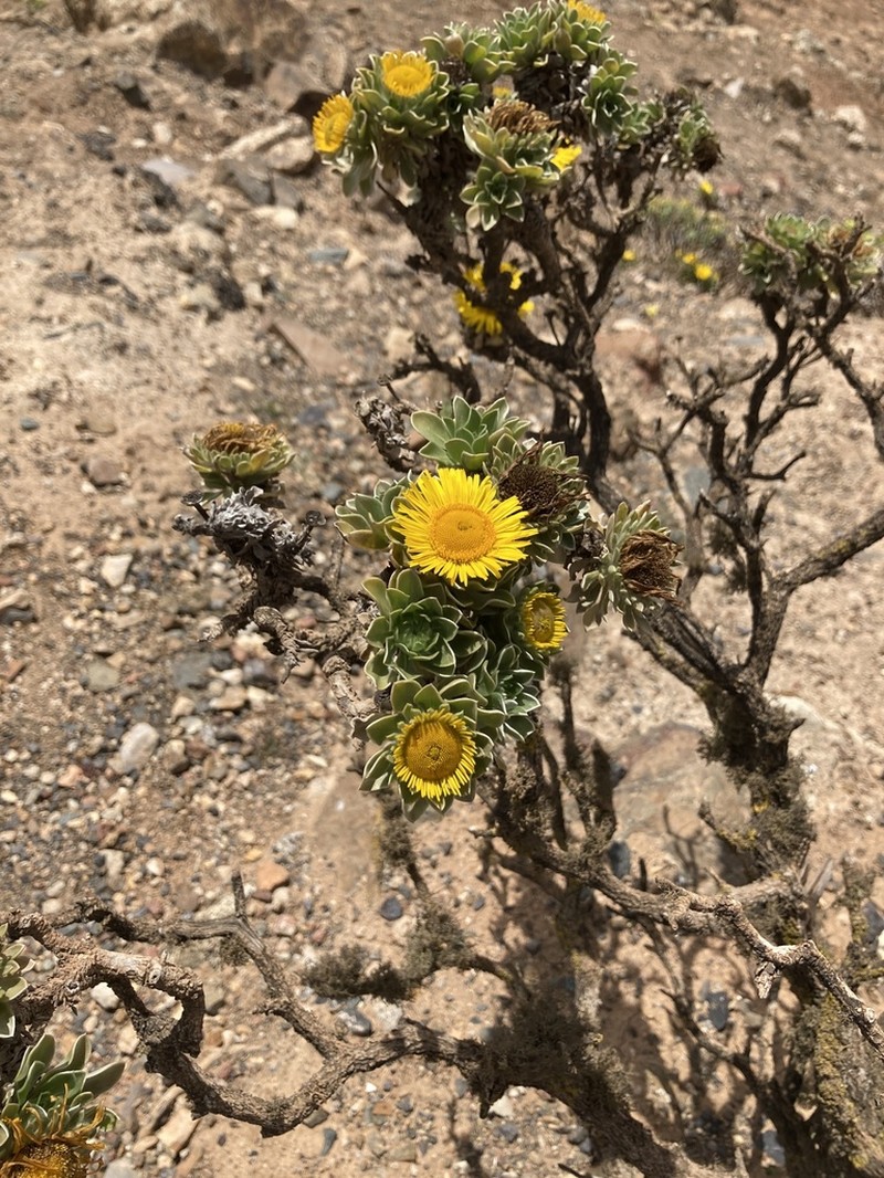 Asteriscus sericeus photo 4