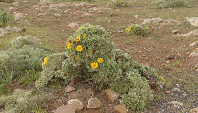 Asteriscus sericeus photo 5