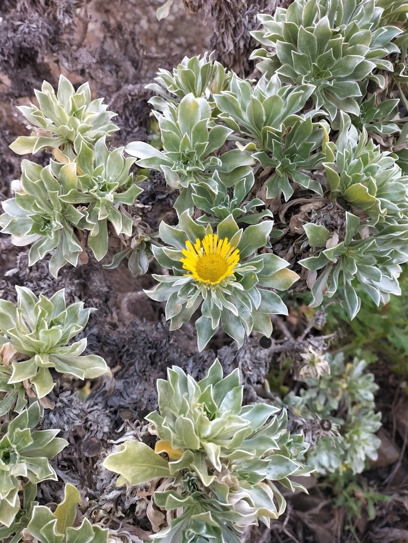 Asteriscus sericeus photo 6