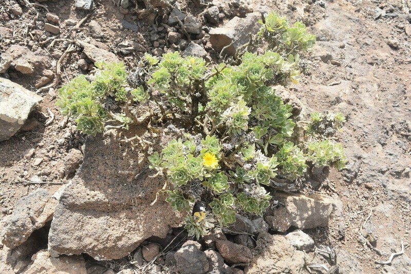 Asteriscus sericeus photo 7