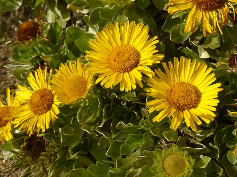 Asteriscus sericeus photo 2