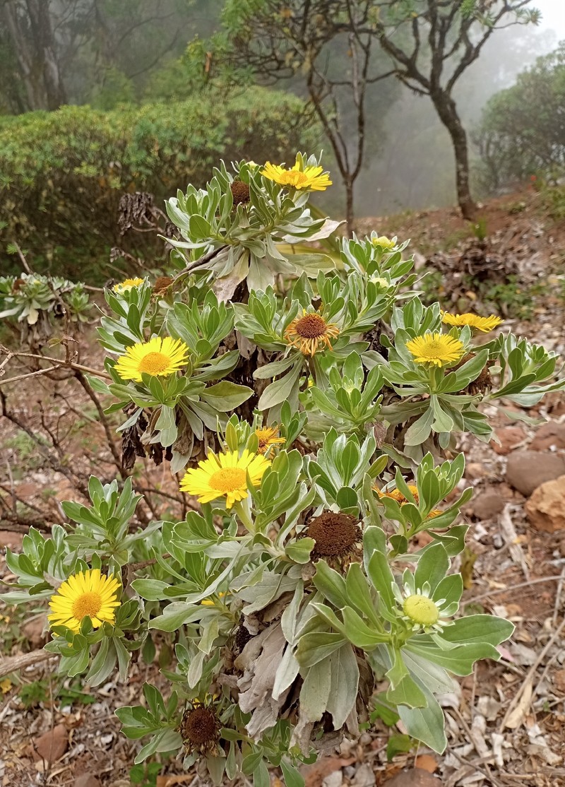 Asteriscus smithii photo 4