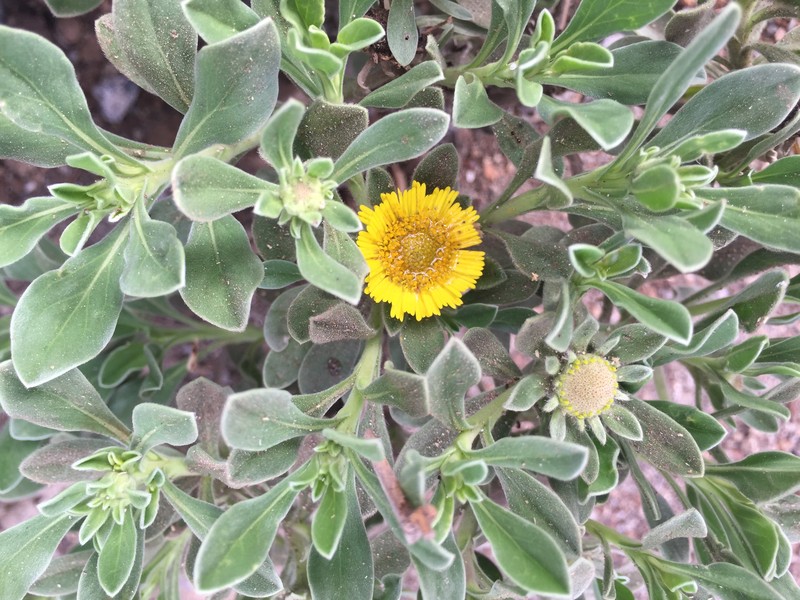 Asteriscus smithii