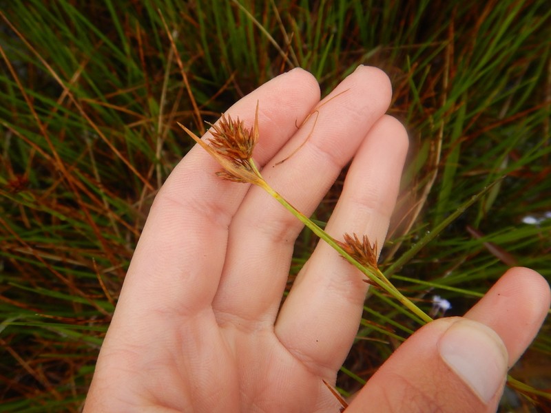 Asterochaete capitellata