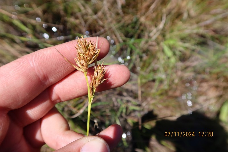 Asterochaete capitellata photo 2