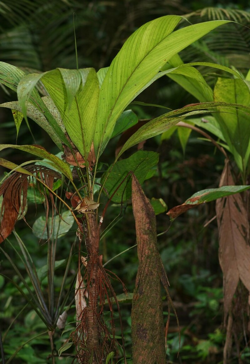 Asterogyne guianensis