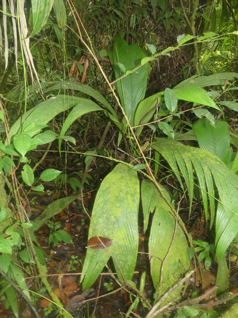 Asterogyne guianensis photo 2