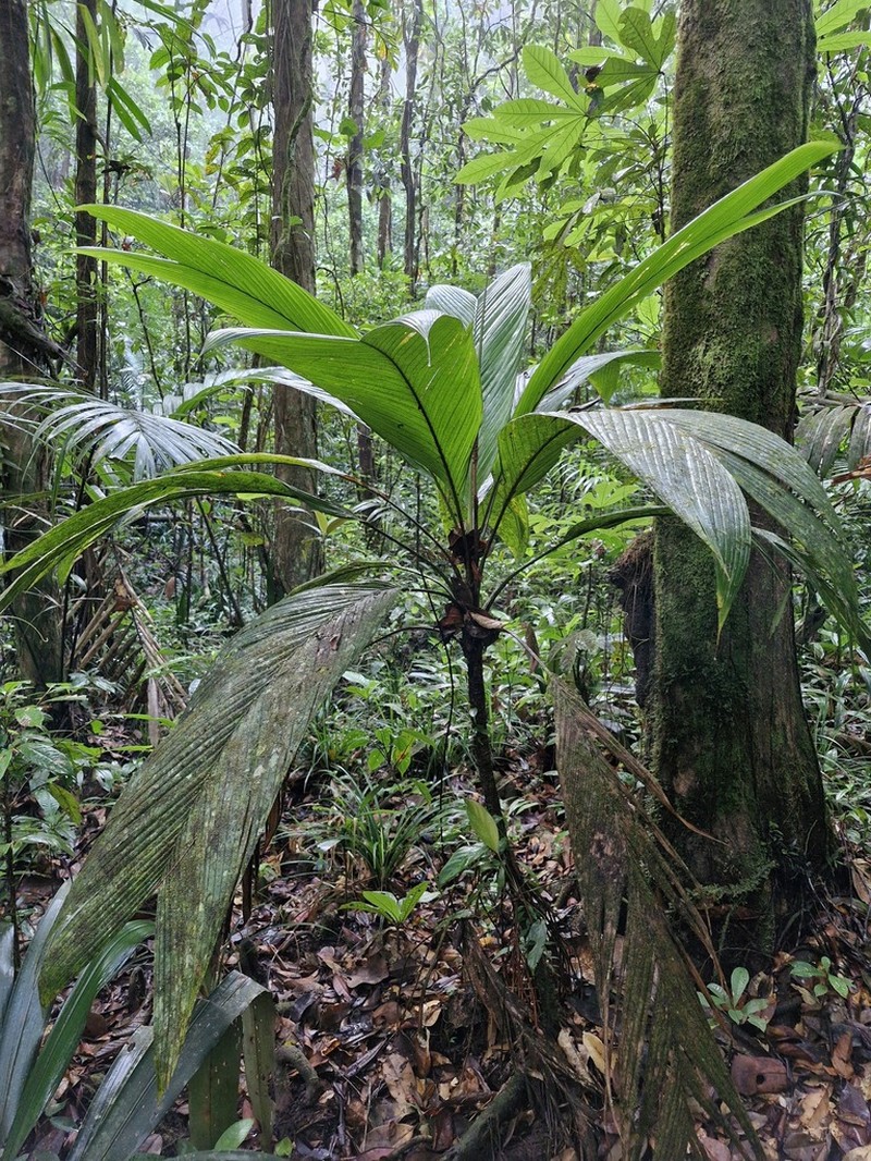 Asterogyne guianensis photo 3
