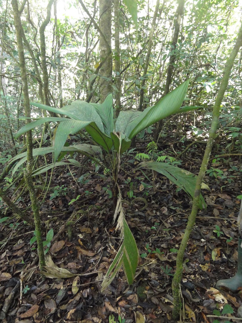 Asterogyne guianensis photo 4