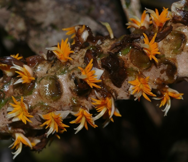 Asterogyne guianensis photo 6
