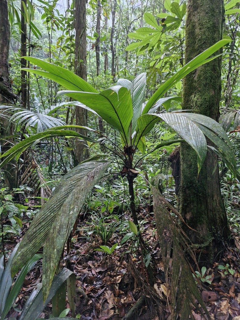 Asterogyne guianensis photo 7