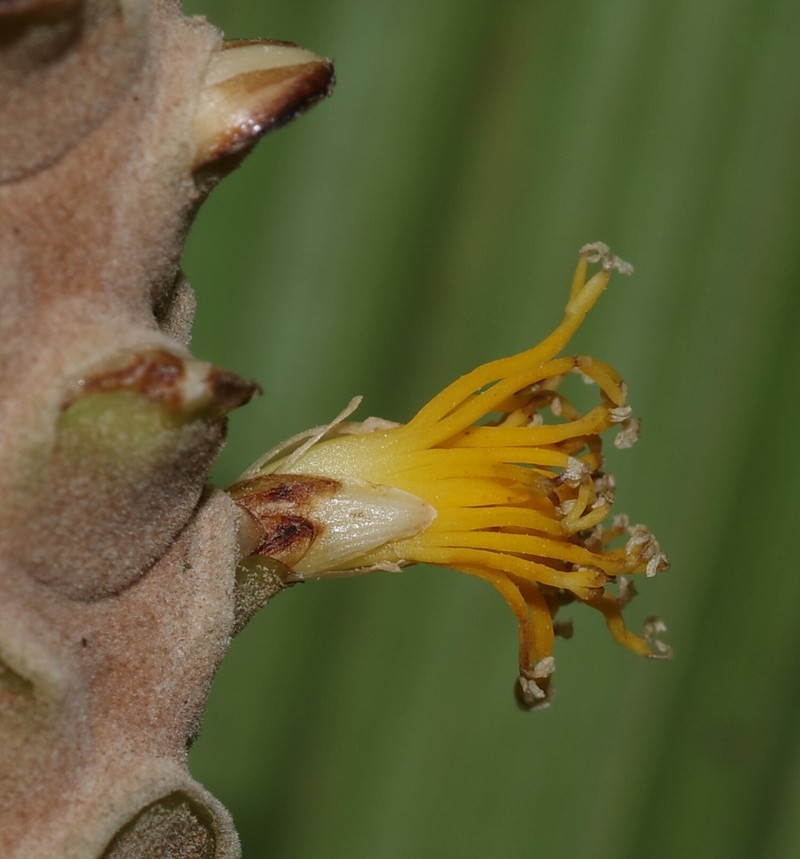 Asterogyne guianensis photo 8