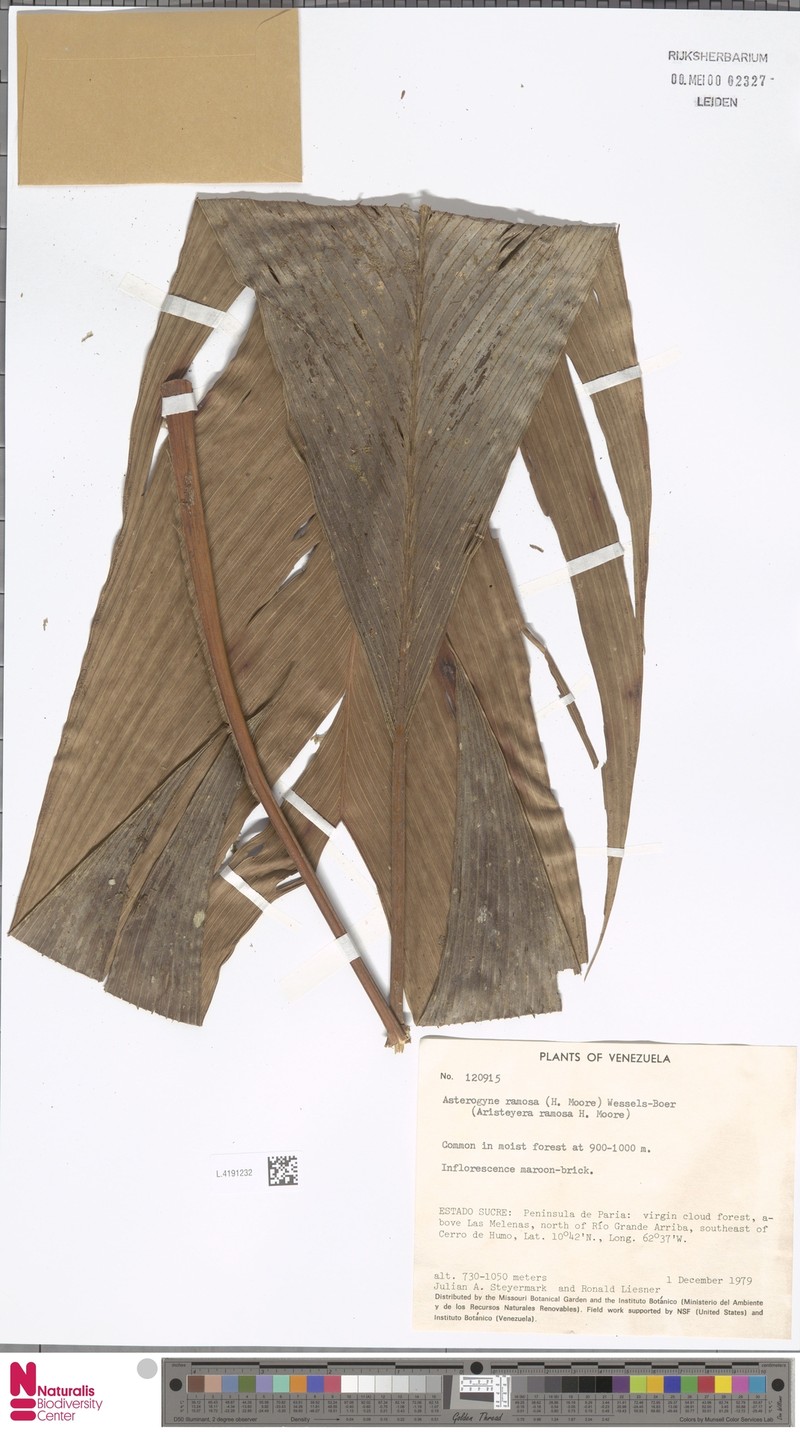 Asterogyne ramosa