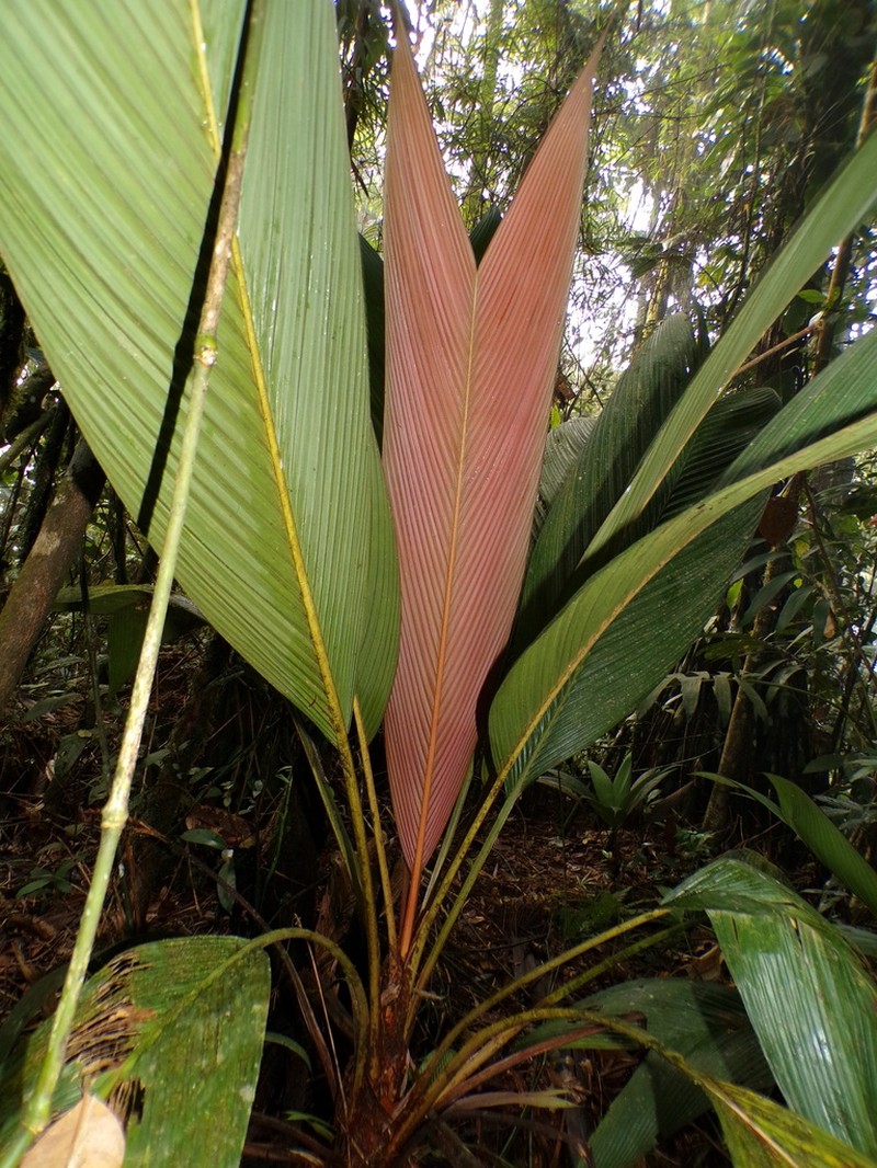 Asterogyne yaracuyense