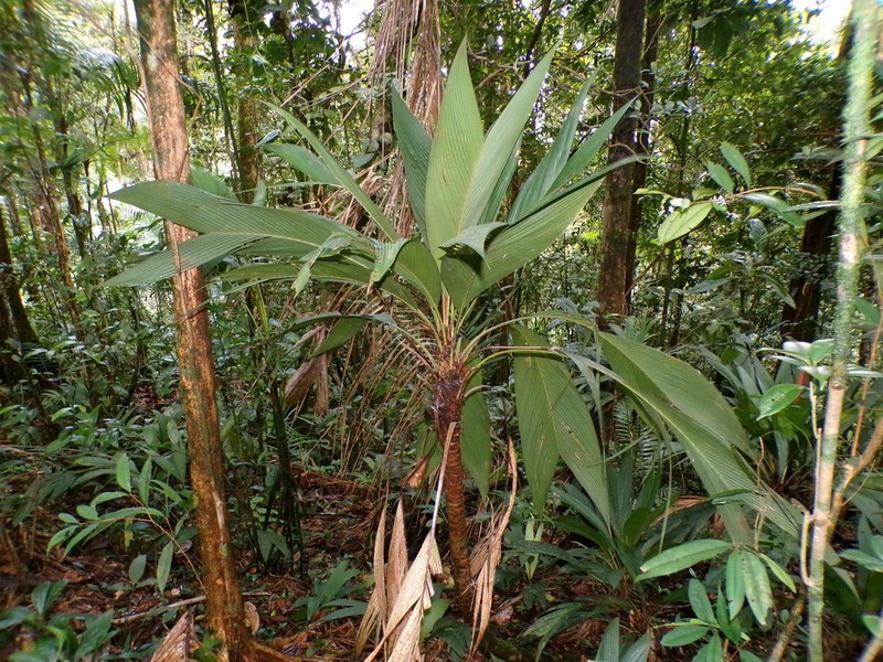 Asterogyne yaracuyense photo 3