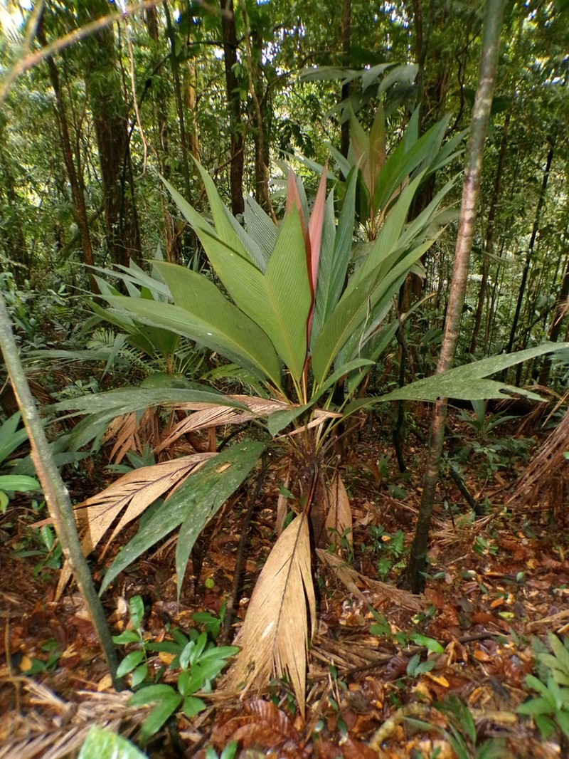 Asterogyne yaracuyense photo 4