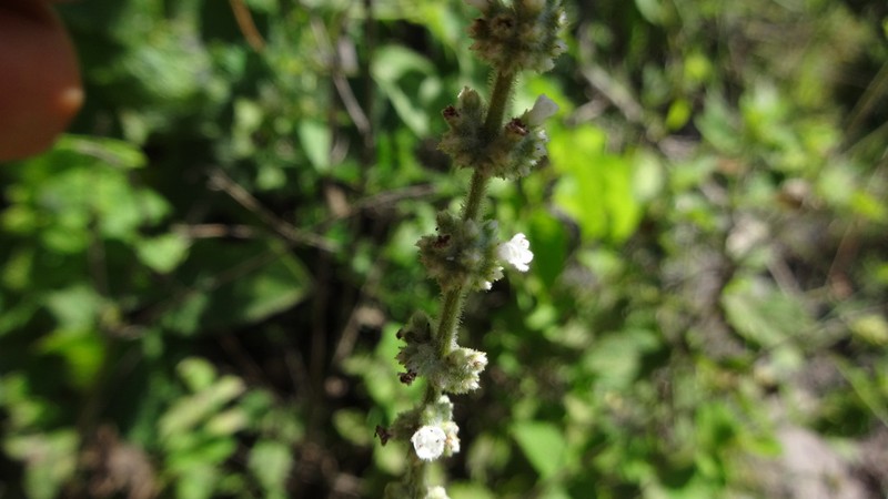 Asterohyptis seemannii