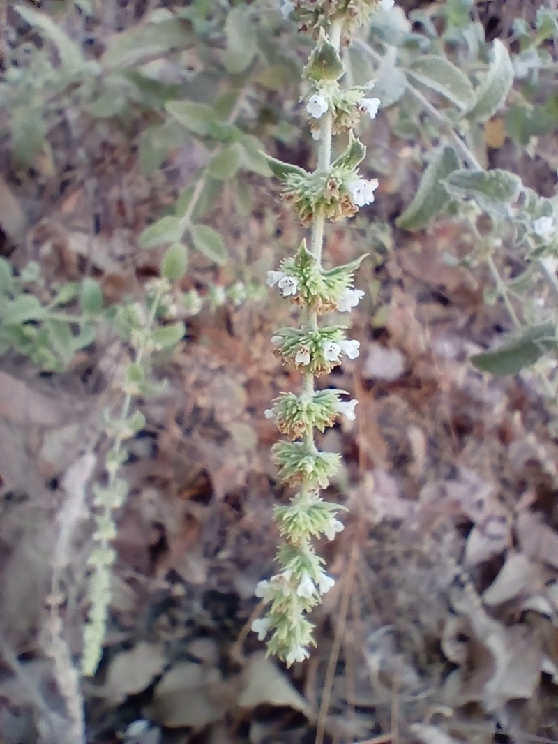 Asterohyptis seemannii photo 2
