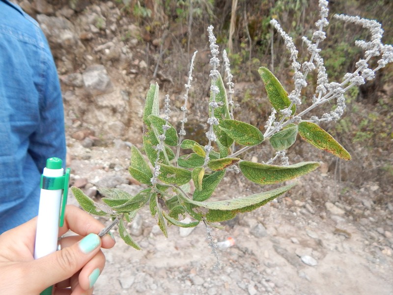 Asterohyptis seemannii photo 3