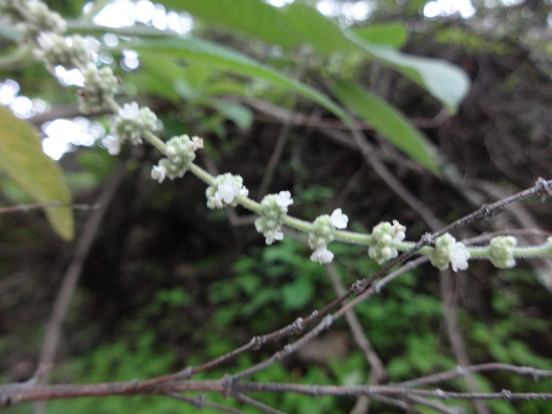 Asterohyptis seemannii photo 4