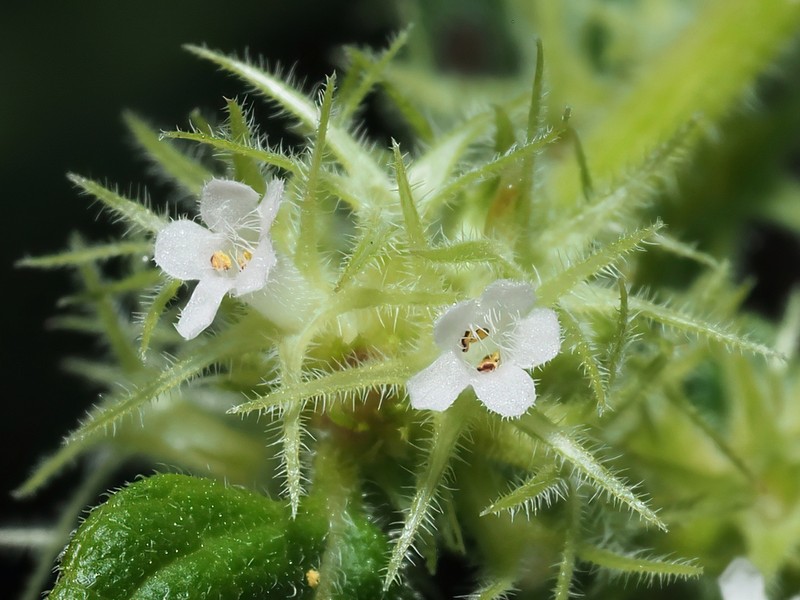 Asterohyptis stellulata photo 2
