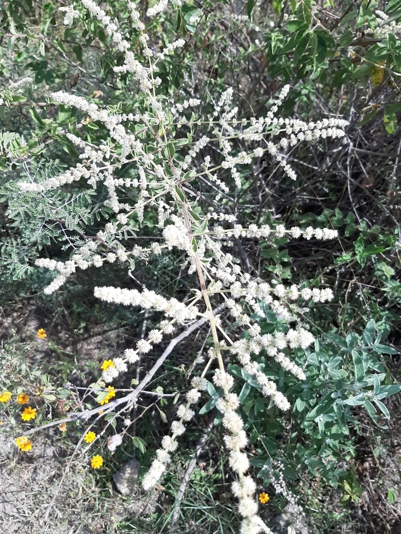Asterohyptis stellulata photo 3