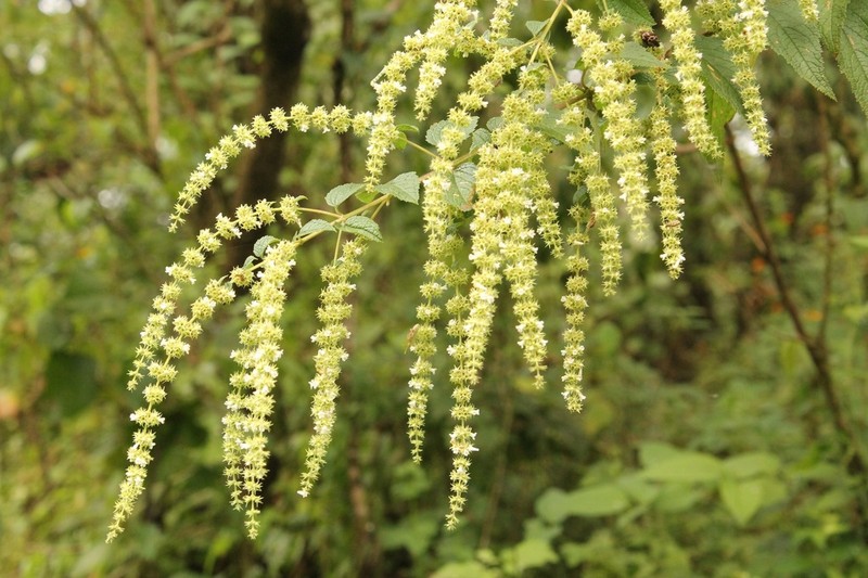 Asterohyptis stellulata photo 4