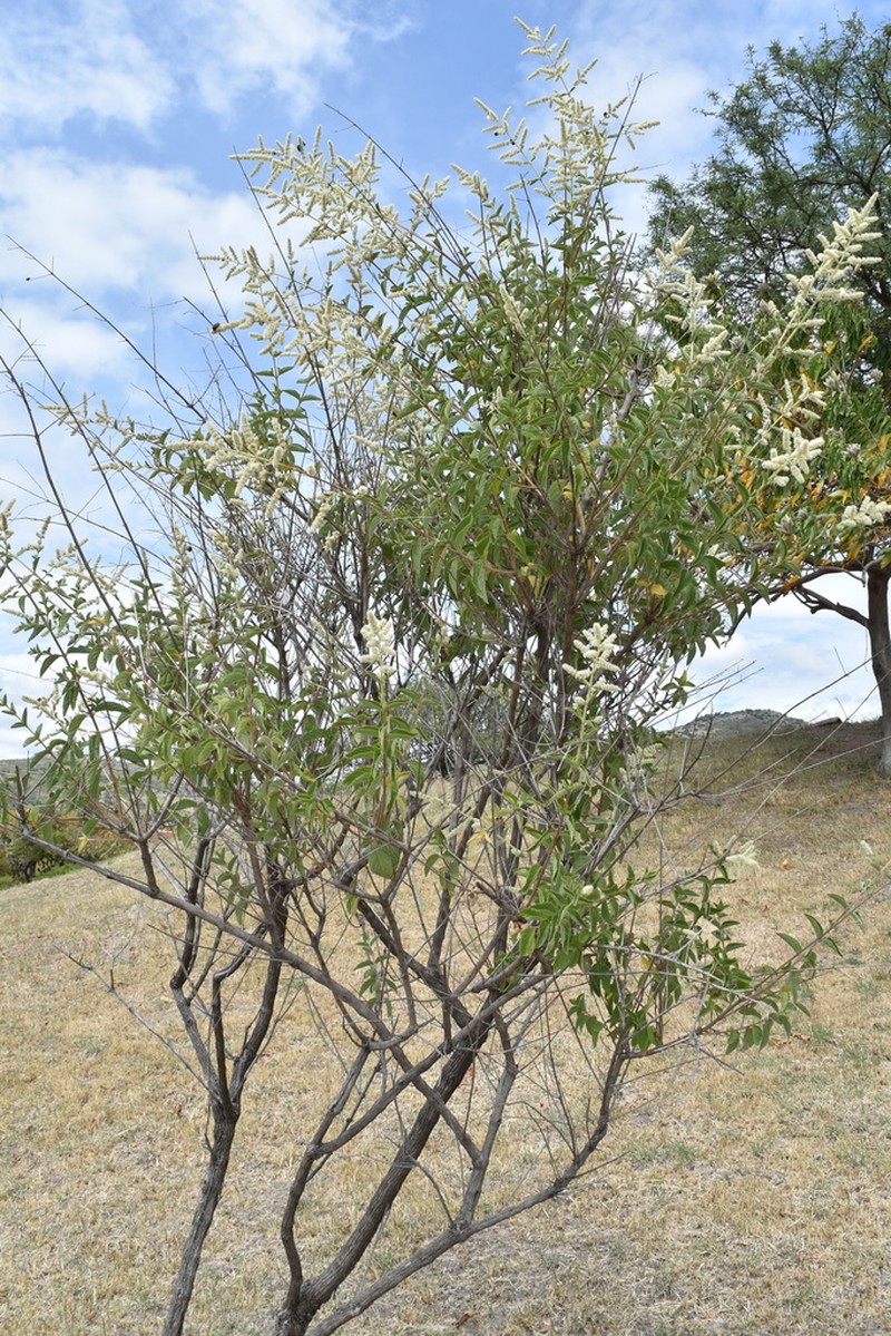 Asterohyptis stellulata photo 5