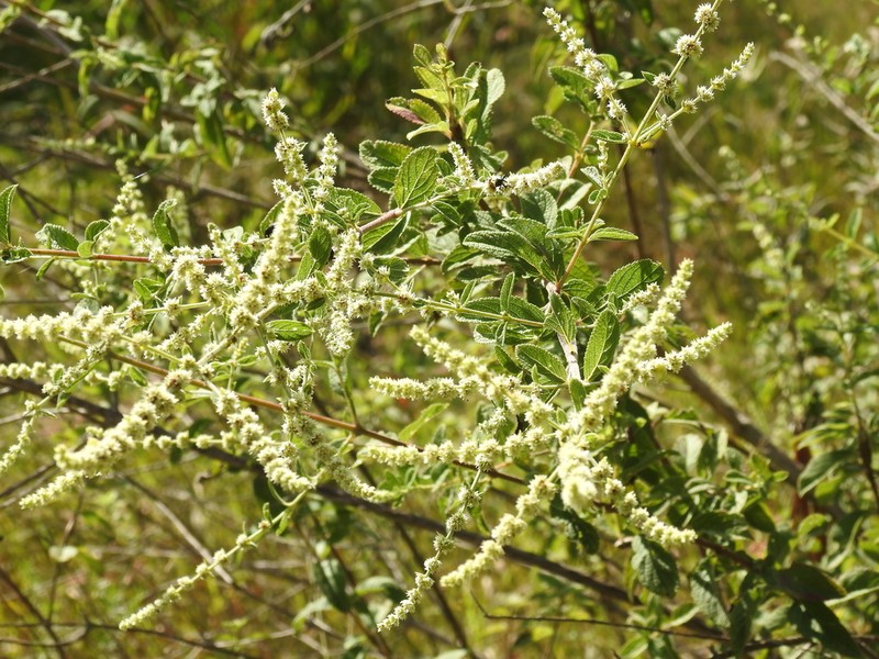 Asterohyptis stellulata photo 6