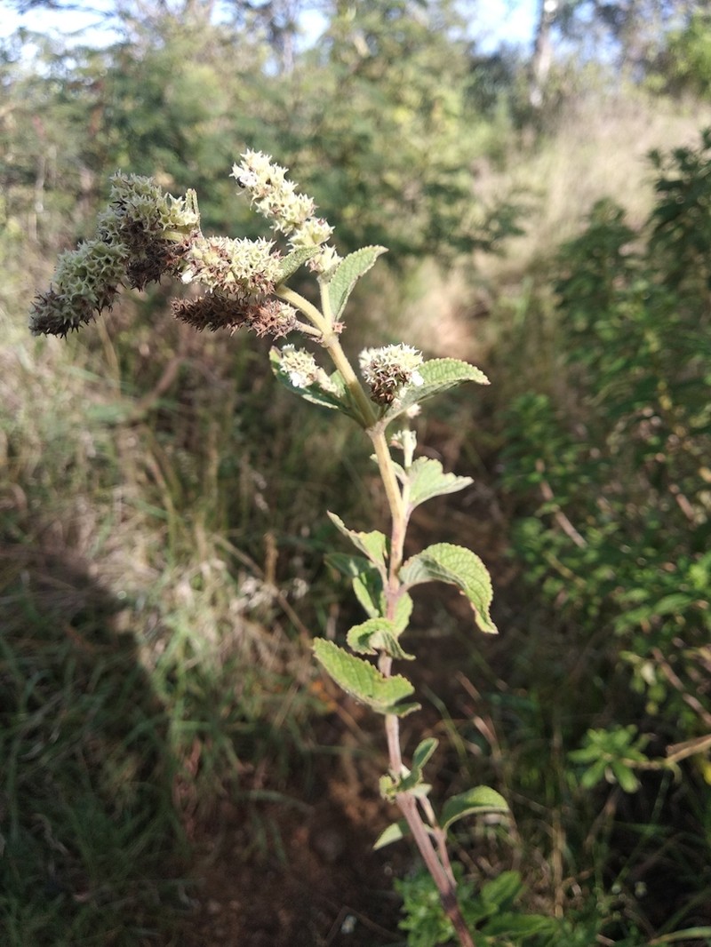 Asterohyptis stellulata photo 7