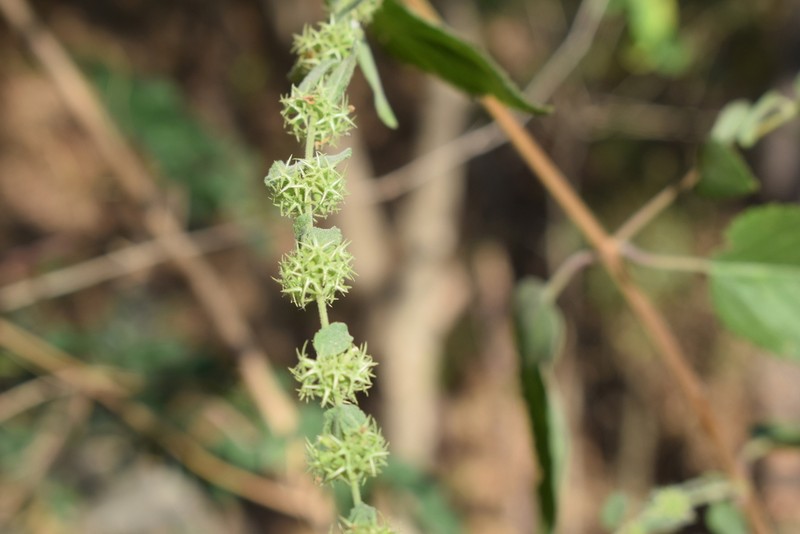 Asterohyptis stellulata photo 8