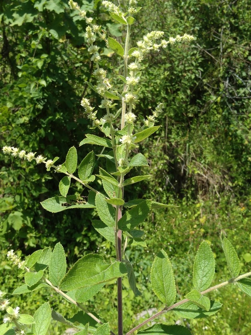 Asterohyptis stellulata
