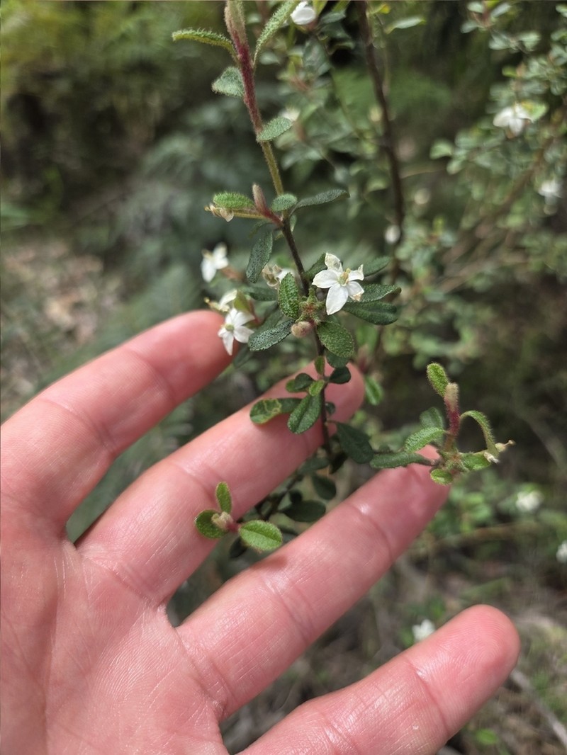 Asterolasia asteriscophora photo 3