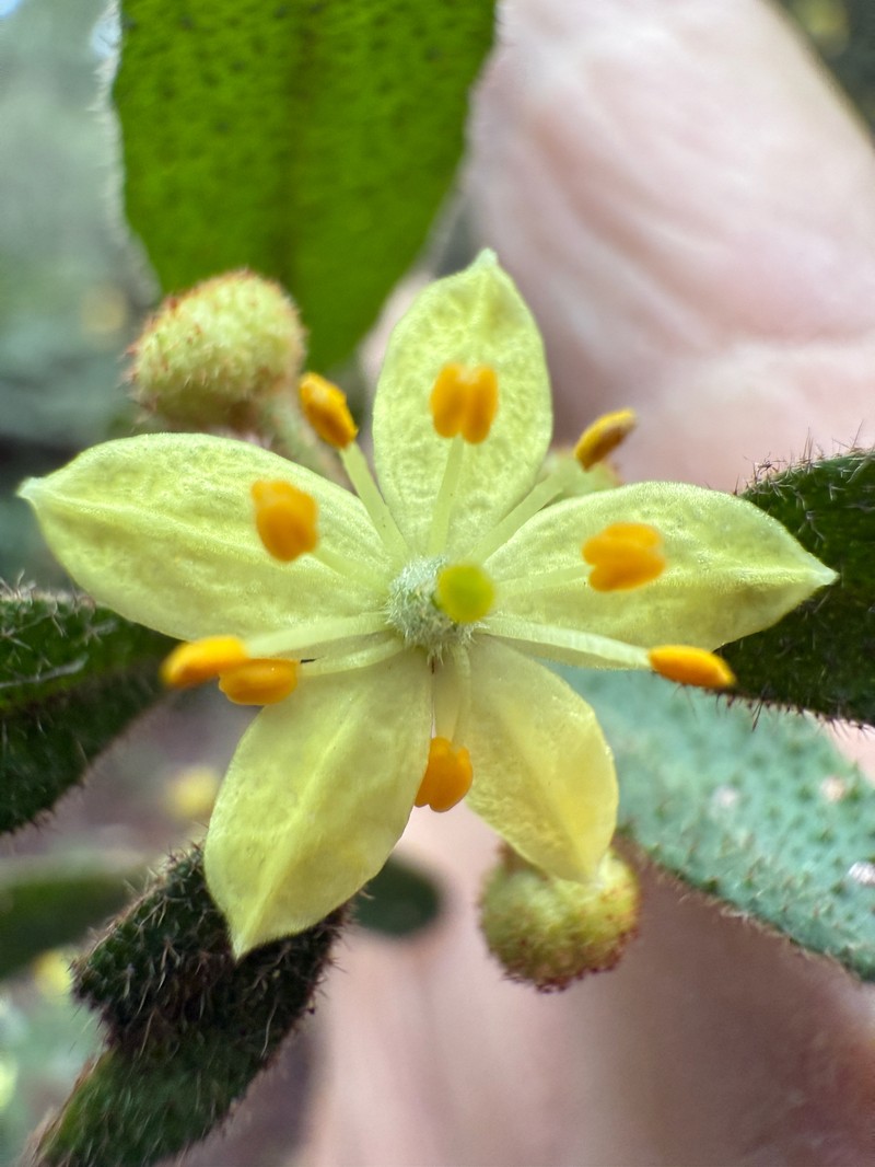 Asterolasia asteriscophora subsp. asteriscophora