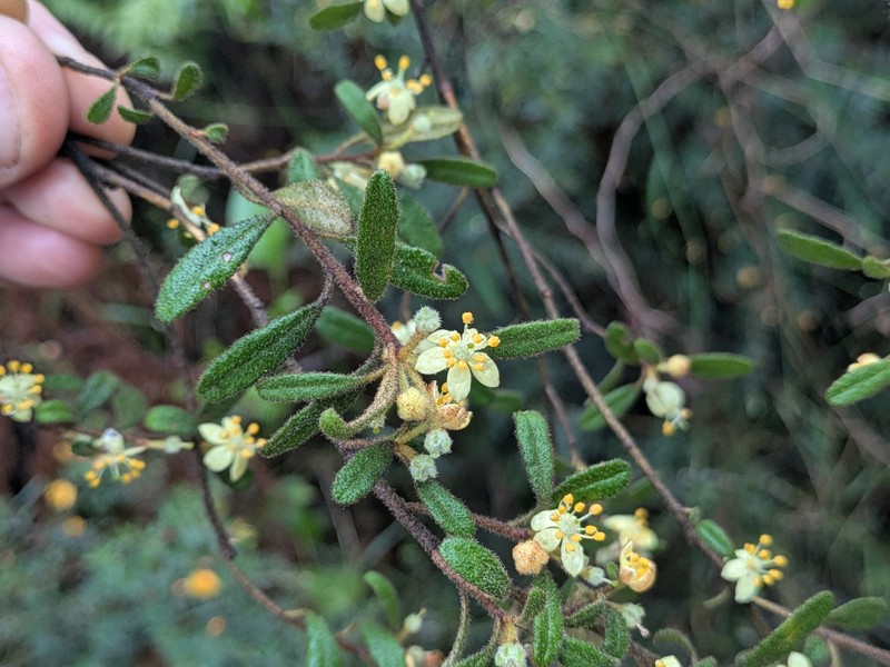 Asterolasia asteriscophora subsp. asteriscophora photo 2