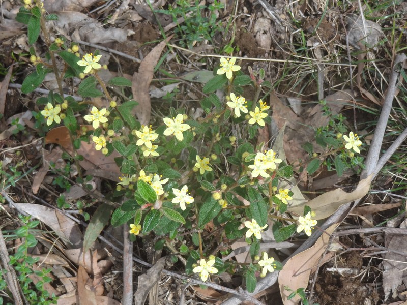 Asterolasia asteriscophora subsp. asteriscophora photo 3